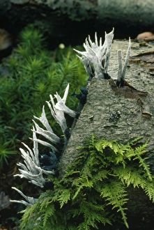 Images Dated 19th October 2007: Candle-snuff / Stag Horn Fungi - poisonous. Growing on old tree stump