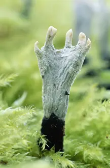Fungus Prints: Candle-snuff / Stag's horn Fungi - growing on tree stump