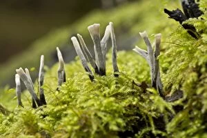 Images Dated 8th November 2014: Candlesnuff Fungus on mossy log Autumn Wilts, UK
