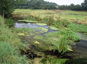 Images Dated 8th October 2010: Candover Stream - Fob Down, Upper Itchen managed for Crayfish by Vitacress
