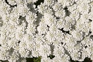 Images Dated 20th June 2007: Candytuft, Evergreen Candytuft