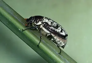 Beetles Prints: Cane Beetle - Sugar Cane pest ('Ptilotus (Waterhouse)