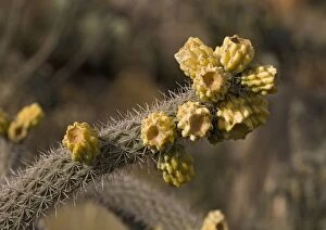 Images Dated 21st December 2005: Cane Cholla - in fruit Formerly Opuntia genus Chihuahuan desert, USA