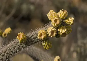 Xerophyte Prints: Cane Cholla - in fruit Formerly Opuntia genus Chihuahuan desert, USA