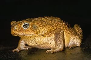 Bufo Gallery: Cane / Giant / Marine Toad