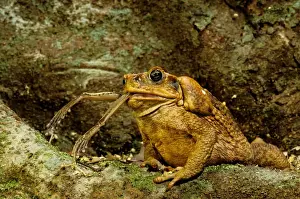 Swallowing Prints: Cane/ Giant / Marine Toad - Eating tree frog North Queensland, Australia JPF27798