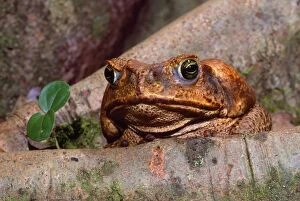 Bufo Gallery: Cane / Giant / Marine Toad - introduced to Australia