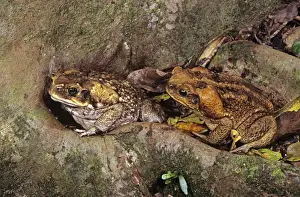 Cane / Giant / Marine Toad - pair on rainforest floor, introduced to Australia in 1935, North Queensland, Australia JPF27768