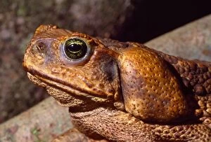 Bufo Gallery: Cane / Giant / Marine Toad - parotid gland containing