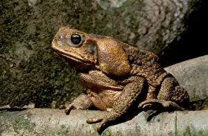 Cane/ Giant / Marine Toad - On rainforest floor - North Queensland - Australia JPF27776