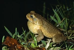 Bufo Gallery: Cane / Giant / Marine Toad - singing