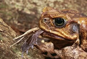 Bufo Gallery: Cane / Marine TOAD - swallowing native treefrog