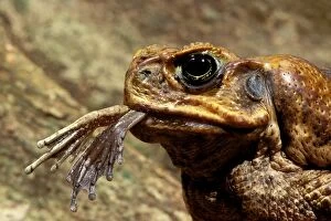 Images Dated 6th January 2009: Cane Toad - close up, frog legs dangling from mouth, tropical rainforest, Queensland