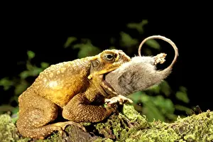 Swallowing Prints: Cane toad / Giant toad / Marine toad - swallowing eastern pygmy possum Queensland