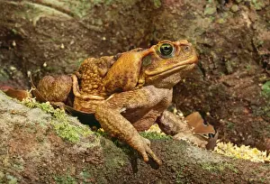 Cane Toad JPF 8243 North Queensland rainforest introduced to Australia 1935 Bufo marinus © Jean-Paul Ferrero / ARDEA LONDON