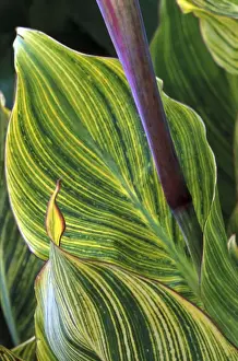 Canna Striata - October Kent garden, UK