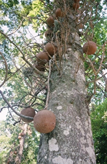 Images Dated 3rd August 2006: Cannonball Tree