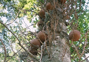 Images Dated 3rd August 2006: Cannonball Tree