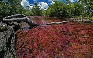 Images Dated 13th November 2016: Cano Cristales, river with endemic red water plant