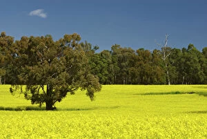 Images Dated 12th June 2014: Canola field near Bannister, just south