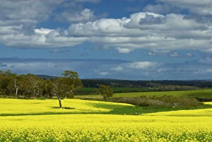 Canola field near Perth, Western Australia