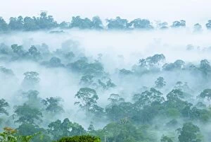 Images Dated 23rd November 2007: Canopy of lowland rainforest at dawn with fog