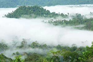 Canopy of lowland rainforest at dawn with fog