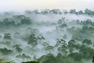 Images Dated 23rd November 2007: Canopy of lowland rainforest at dawn with fog - Danum Valley Conservation Area - Sabah - Borneo