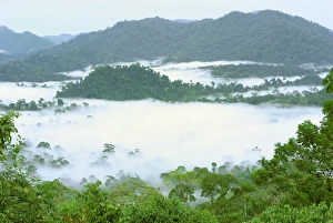 Images Dated 18th November 2007: Canopy of lowland rainforest at dawn with fog - Danum Valley Conservation Area