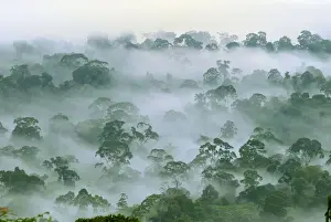 Borneo Prints: Canopy of lowland rainforest at dawn with fog - Danum Valley Conservation Area - Sabah - Borneo - Malaysia