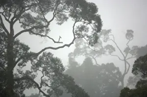 A canopy of primary rainforest in a rainy and misty day, river Danum valley conservation area; Sabah, Borneo, Malaysia; June. Ma39. 3383