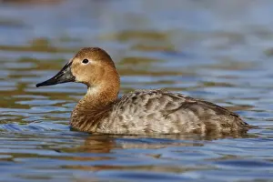 Canvasback