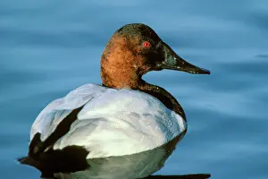 Pond Prints: Canvasback - drake on pond. Pacific Northwest. Winter. bd302