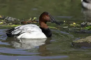 Canvasback-drake swimming on lake, Washington WWT, Tyne and Wear UK