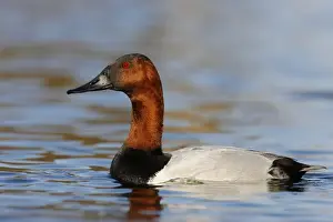 Canvasback, Tachyeres patachonicus