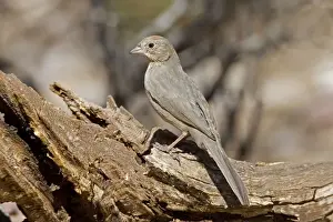 Towhee Prints: Canyon Towhee