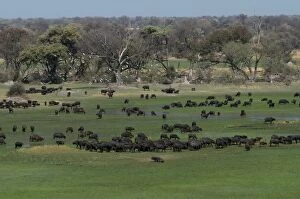 Cape / African Buffalo - Herd