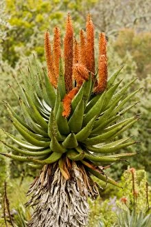 Aloes Gallery: Cape Aloe / Bitter Aloe / Red Aloe. South Africa