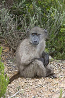 Baboon Gallery: Cape baboon also called Chacma baboon sitting