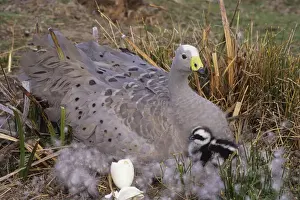 Cape Barren Geese - Mother on nest with young newly hatched. Family groups to flocks of 100 plus. Australia
