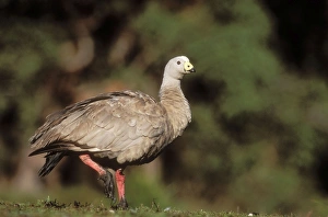 Images Dated 25th June 2004: Cape Barren Goose Flinders Chase National Park, Kangaroo Island, South Australia