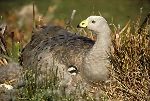 Cape Barren GOOSE - lying with young tucked under wing