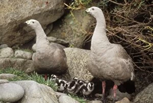 Cape Barren GOOSE- x2, with young