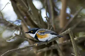 Cape Batis - Male perched in bush. Feeds on spiders, insect larvae, flies and other insects and invertebrates. Inhabits Afromontane and lowland evergreen forests, valley bushveld, plantations and gardens