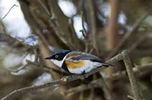 Images Dated 16th November 2005: Cape Batis - Male perched in bush. Feeds on spiders, insect larvae