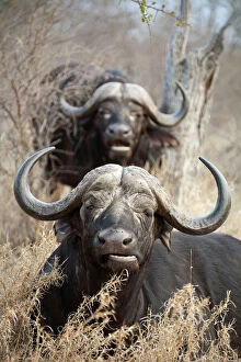 Images Dated 14th September 2011: Cape Buffalo