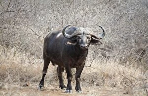 Images Dated 14th September 2011: Cape Buffalo - bull