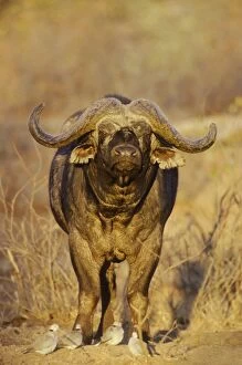 Buffalos Gallery: Cape Buffalo - bull in the evening light - with