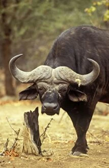 Buffalos Gallery: Cape Buffalo - bull has been scratching his head at the log