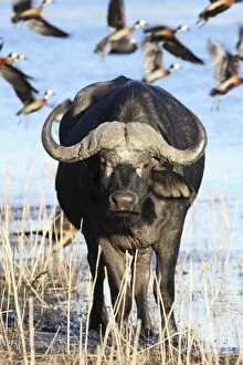 Images Dated 27th June 2009: Cape buffalo, Chobe NP, Botswanan